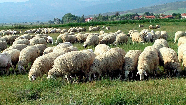 Bin 200 küçükbaş hayvan ihaleyle satılacak!