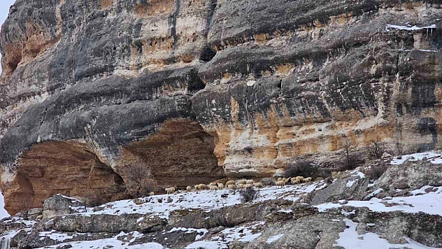 Malatya'da üreticiler hayvanlarını bin 600 rakımlık kayalıklara çıkardı