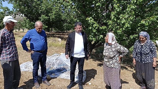 Binbir emekle toplanıp kurutulmaya bırakılmıştı... Veli Ağbaba açıkladı: 200 ton kayısı ziyan oldu