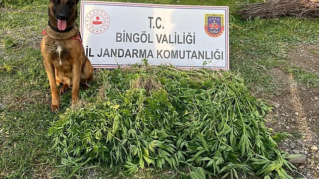 Bingöl'de 4 günde 14 bin 933 kök kenevir ele geçirildi