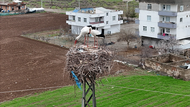 Binlerce kilometre mesafe kateden leylekler yuvalarını Diyarbakır'da kuruyor