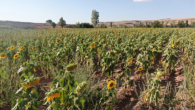 Boynunu eğen günebakanlar, hasat için gün sayıyor