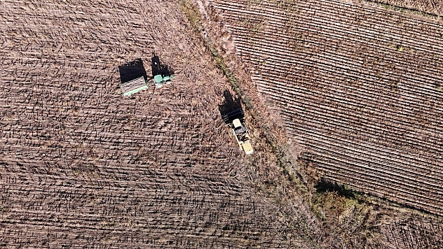 Boynunu eğen günebakanlar, üreticinin yüzünü güldürdü