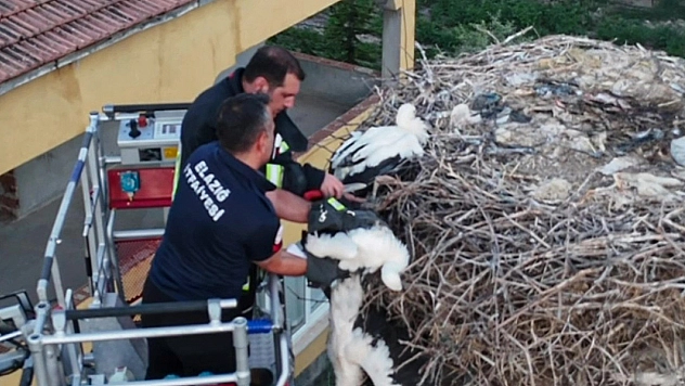 Çalı çırpıya dolanan leylek yavrularından ikisi kurtarıldı, biri öldü