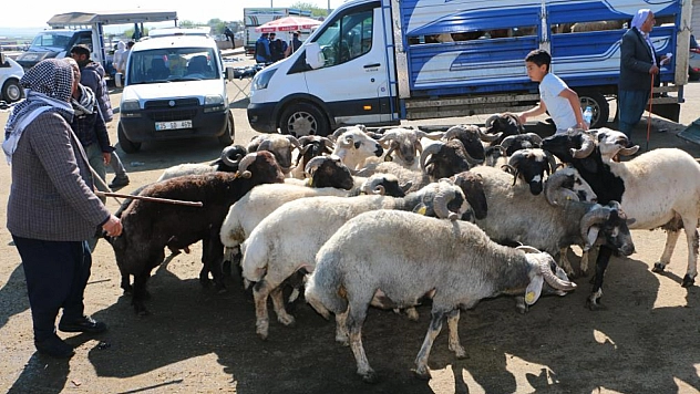 Canlı Hayvan Borsasında kurban hareketliliği başladı
