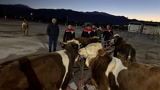 Canlı hayvan pazarı yeniden açıldı