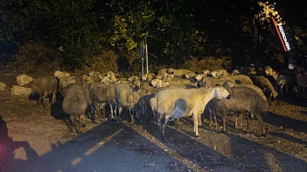 Canlı hayvan taşıyan çekici devrildi