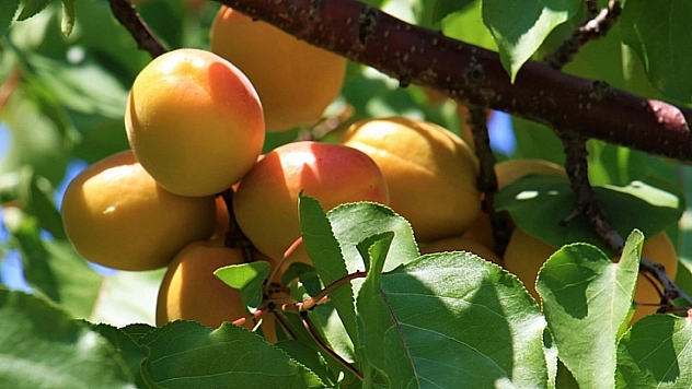 Çay ve portakalı geride bıraktı! Malatya'nın 'Sarı Altını' ülkeye yetiyor