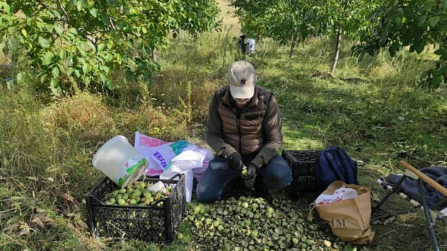Ceviz hasadı başladı