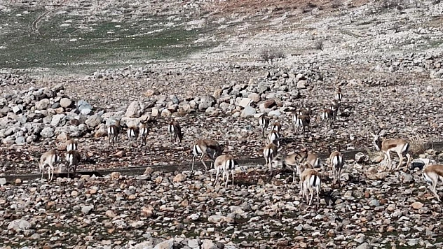Ceylan popülasyonu 165'e ulaştı