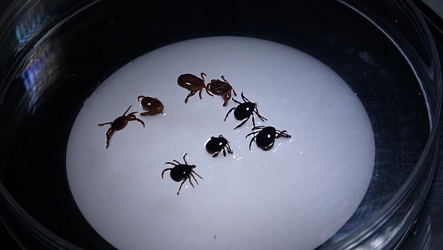 Çiftçi keneden hayatını kaybetti