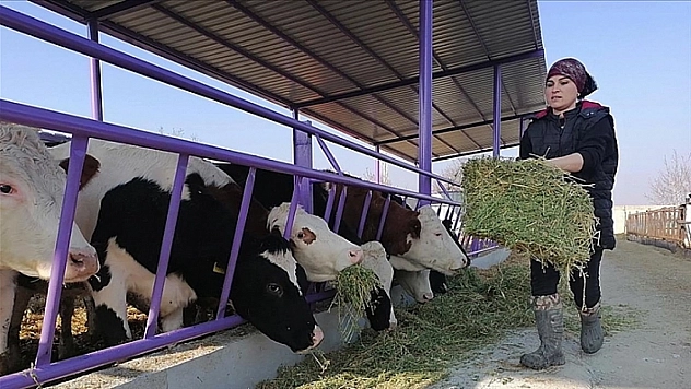 Çiftçilere Hayvan Desteği Artırıldı: Detaylar Belli Oldu