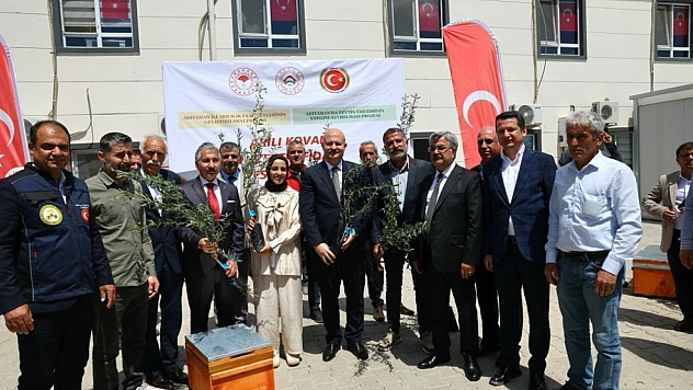 Çiftçilere zeytin fidanı ve arılı kovan dağıtıldı
