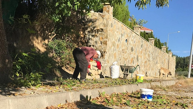 Çiftçilerin hasat mesaisi başladı: Kilosu 200 liradan satılacak!