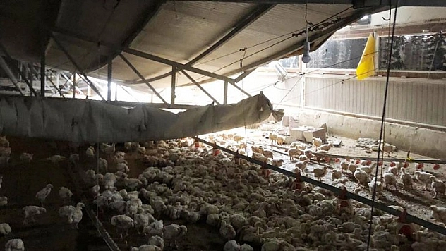 Çatı çöktü, tavuklar telef oldu