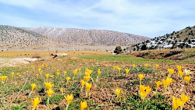 Çiğdem çiçekleri doğayı süsledi