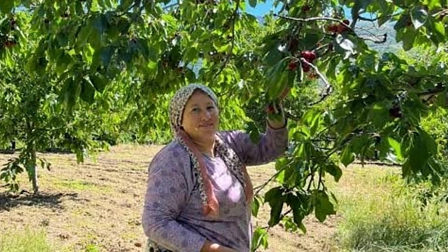 Çığşar kirazında hasat başladı