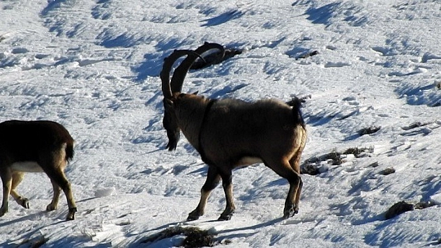 Dağ keçileri görüntülendi