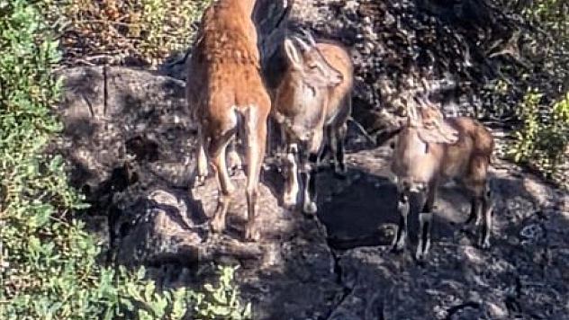 Dağ keçileri görüntülendi