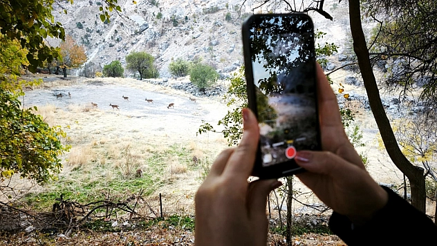 Dağ keçileri sonbahara renk kattı: Tunceli'de görsel şölen