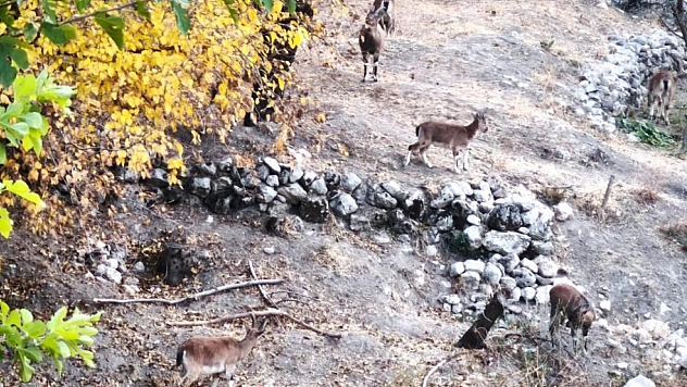 Dağ keçileri sonbahara renk kattı