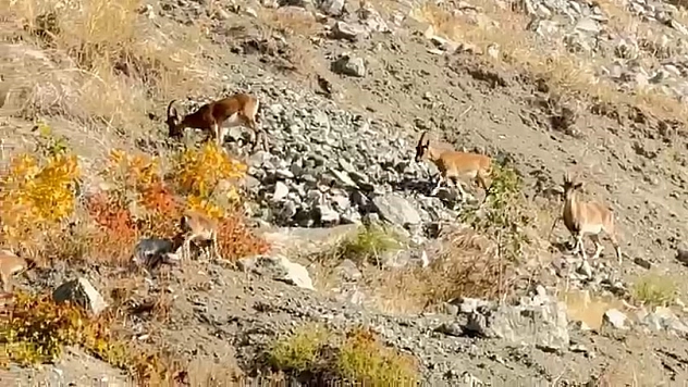 Dağ keçileri sürü halinde görüntülendi