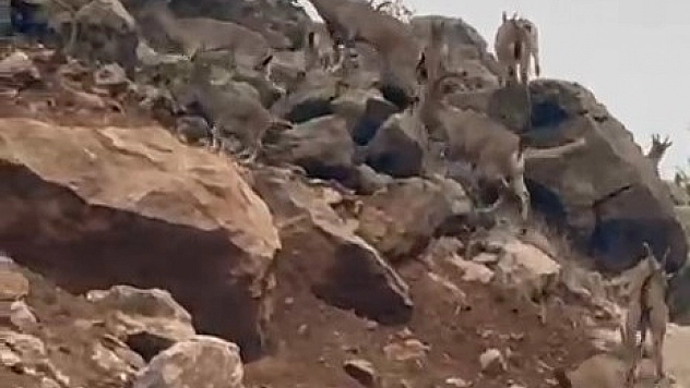 Dağ keçileri sürü halinde görüntülendi