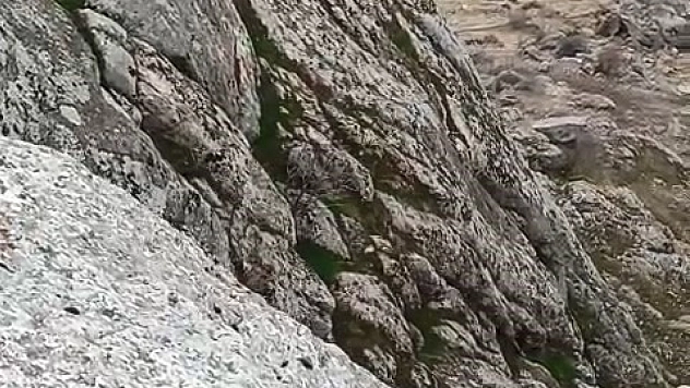 Dağ keçileri sürü halinde görüldü