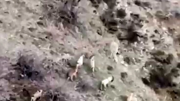 Dağ keçileri sürü halinde görüntülendi