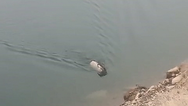 Dağ keçisi bu kez yüzerken görüntülendi