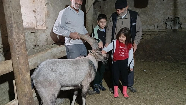 Dağ keçisi 'Garip' ailenin maskotu oldu