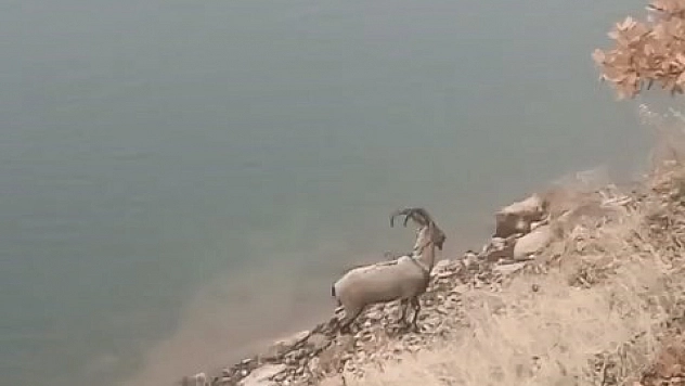 Dağların hakimi bu kez gölde görüldü!