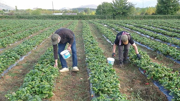 Malatya'da denemek için ektiler, 30 gün sonra sipariş yağdı!