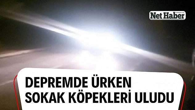 Depremde ürken sokak köpekleri uludu