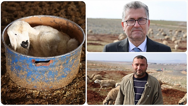 Depremzede besici, devlet desteğiyle sürüsünü yeniden kurdu