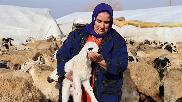 Depremzede üretici hayvan sayısını artırdı