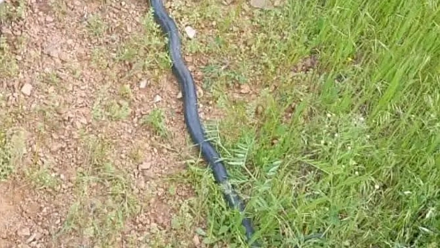 Dev yılan paniği: Fotoğrafı görenler bile irkiliyor