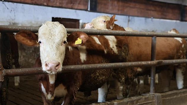 Devlet desteğiyle 300 hayvanlık çiftlik kurdu