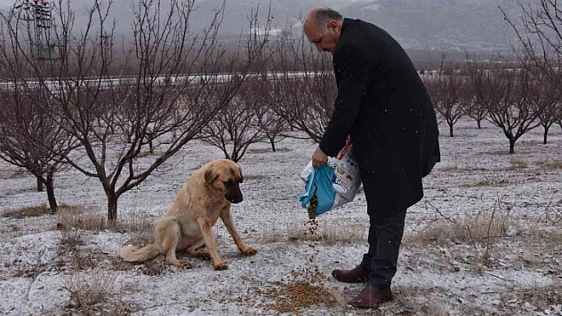 Sokak hayvanları unutulmadı