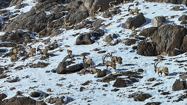 Doğaya 1 ton yem bırakıldı