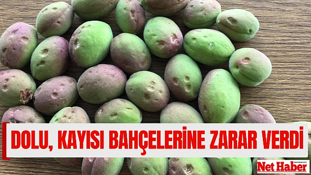 Dolu, kayısı bahçelerine zarar verdi