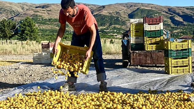 Malatya kayısısı 500 TL'den 250 TL'ye düştü Üretici 3-5 ihracatçının insafına mı kaldı?