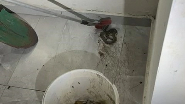Elazığ'da apartmanda görülen yılan paniğe neden oldu