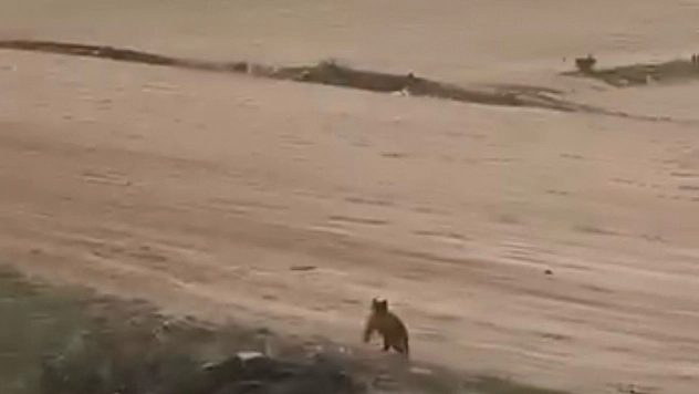 Elazığ'da ayı üzüm bağlarına dadandı
