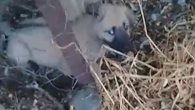 Yavru köpeği kurtarmak için seferber oldu