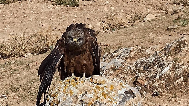 Elazığ'da yaralı çaylak kuşu bulundu