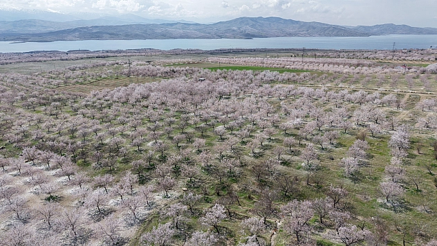 Elazığlı üreticiler de kayısıdan umutlu
