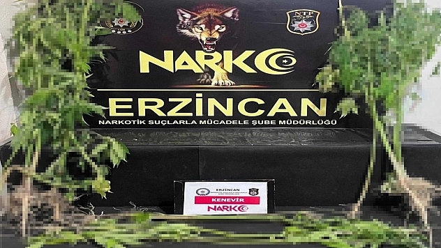 Erzincan'da Narkotik Operasyonu: 15 Kök Kenevir Ele Geçirildi