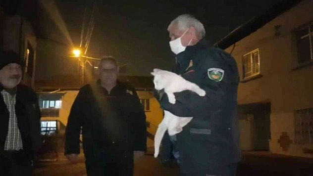 Van kedisi ağaçta mahsur kaldı