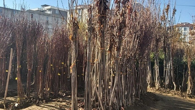 Fidan satışları arttı